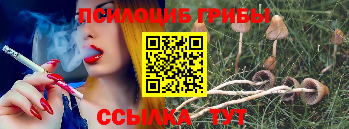 Галлюциногенные грибы Psilocybe  Галлюциногенные грибы Psilocybe  Моршанск 